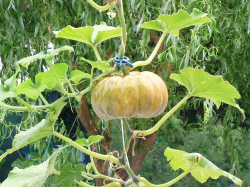 Gartenkuerbis.JPG