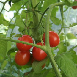 Bio-Tomaten aus dem eigenen Garten Tomaten