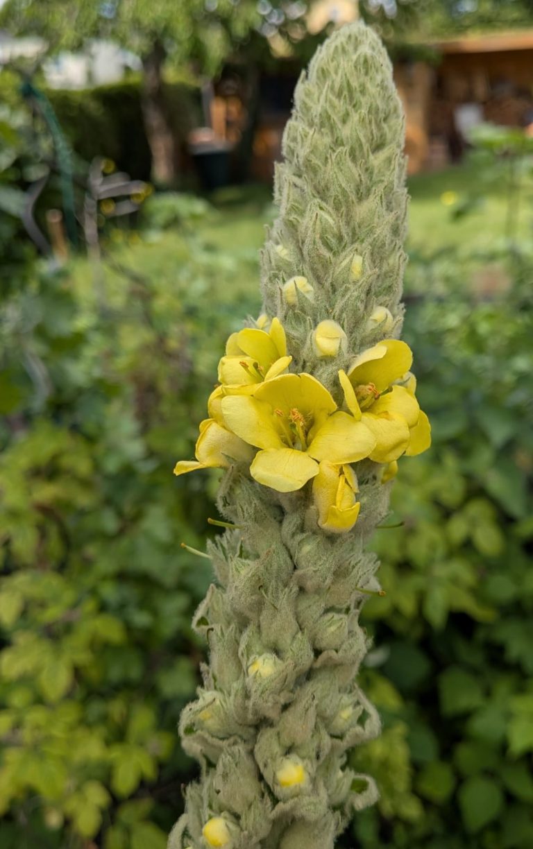 Verbascum - Königskerze Gelbe Blüten über einer hohen, behaarten grünen Stängel in einem Garten.