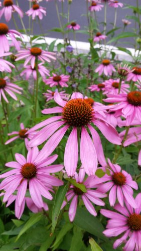 Echinacea Bunte Echinacea-Blüten mit rosa Blütenblättern und orangefarbenen Mittelpunkten.