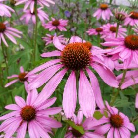 Echinacea Rosa Echinacea-Blüten mit orangefarbenen Köpfen vor grünem Hintergrund.