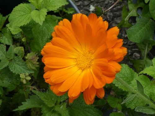 Calendula - Ringelblume Calendula